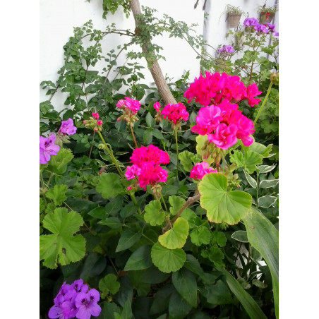 De portugaleses y bejaranos. Un incidente en el Badajoz del S. XIII, de Guillermo Kurtz